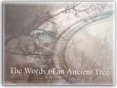 The Words of an Ancient Tree